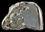 Polished Ammonite Fossil Slab - Marston Magna Marble #63846-1